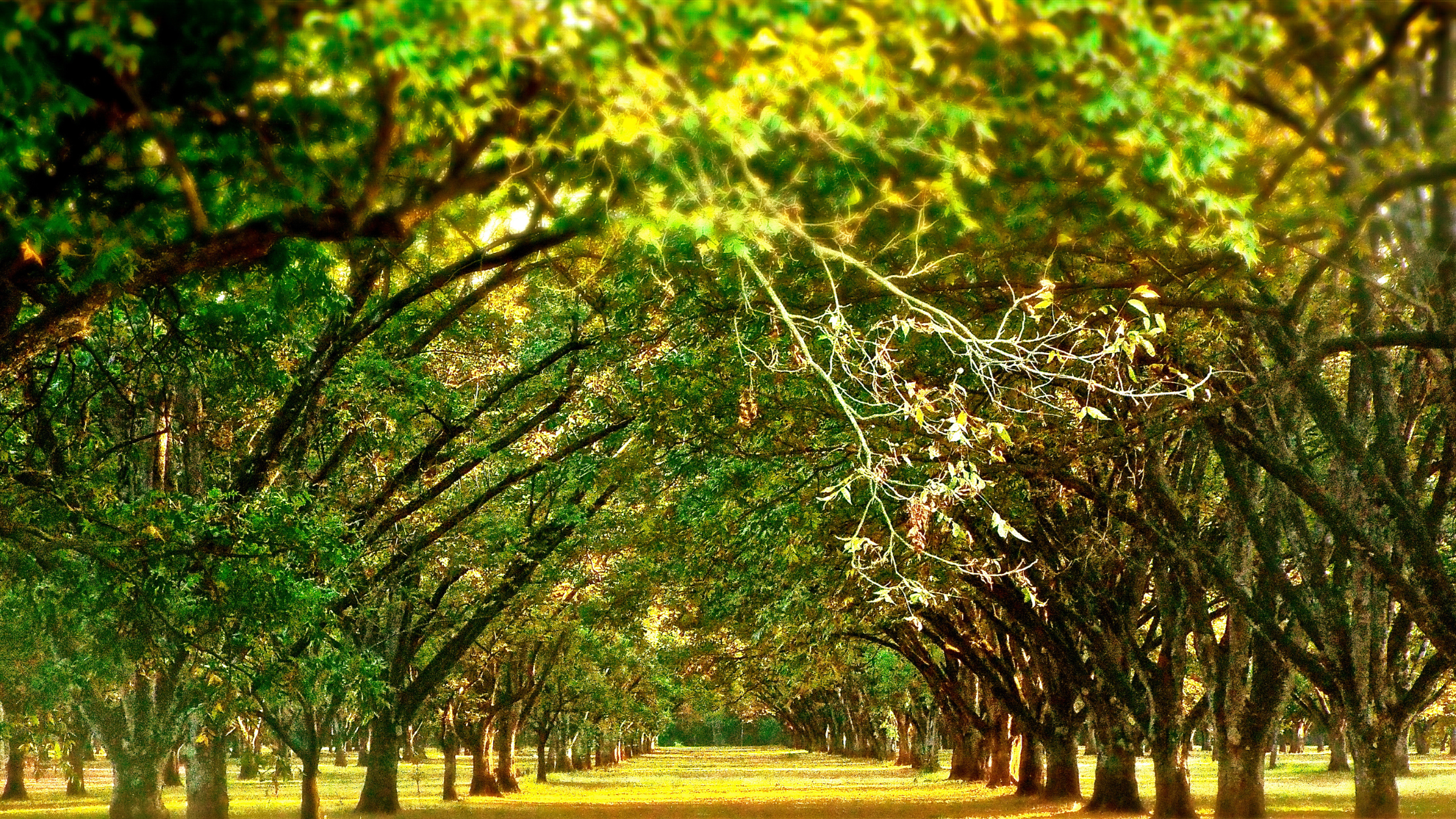Exploring Sustainable Agriculture: The Pecan Orchards of Valle de Allende, Chihuahua