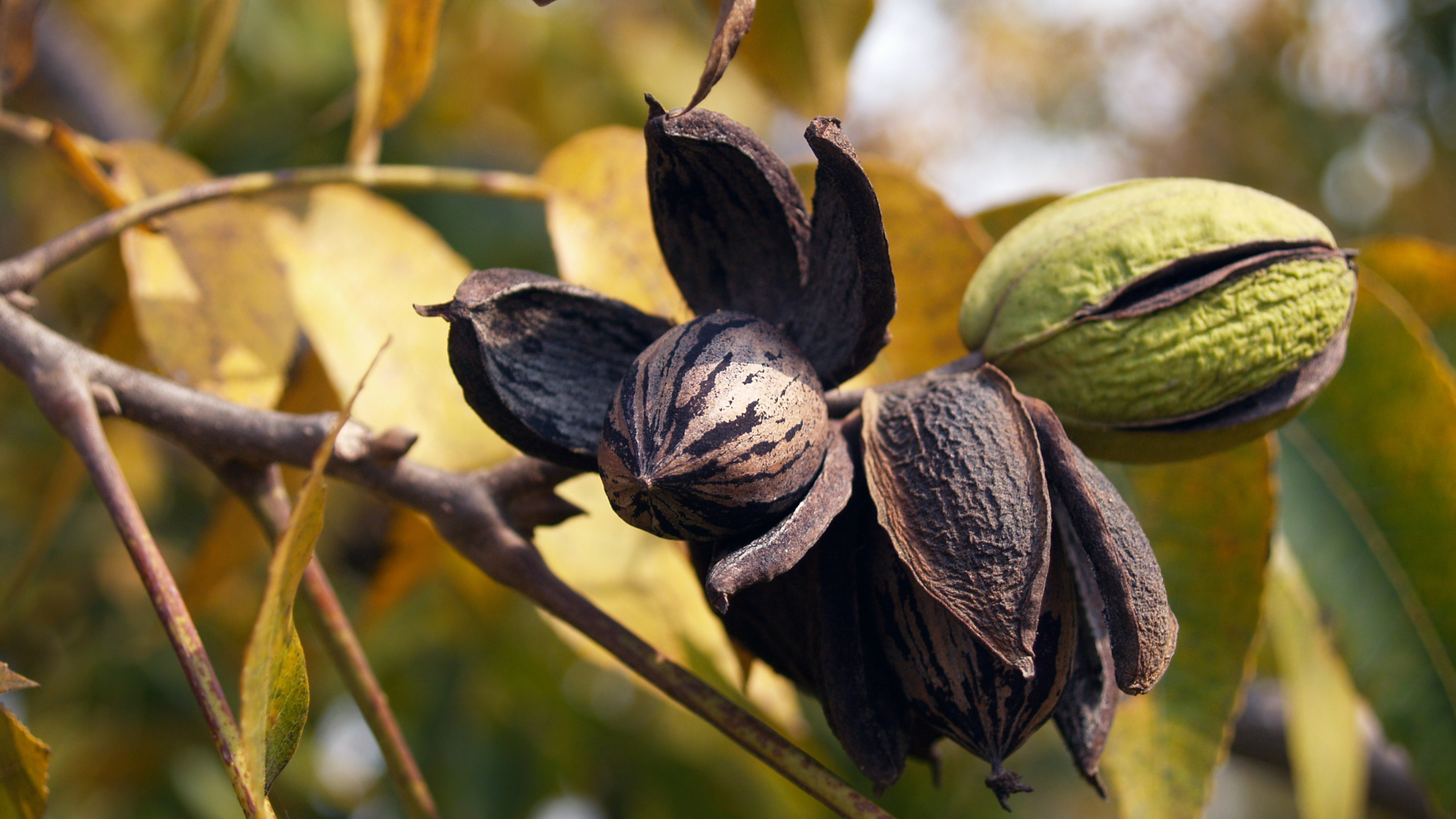 The Journey of Pecan Oil: From Our Orchard to Your Skincare Routine
